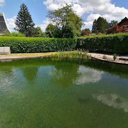 Morning Glory, Dahlia